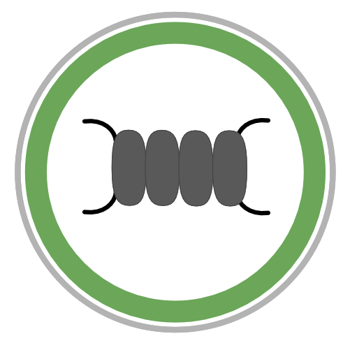 Protists, autotroph